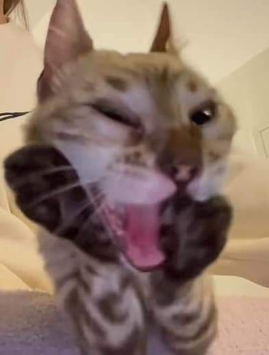 meanhdeokinhvcl